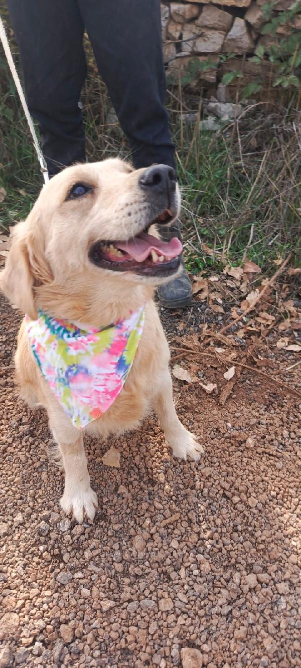 Cindrella, una splendida Golden Retriever  Foto 4